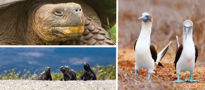 Animaux galapagos